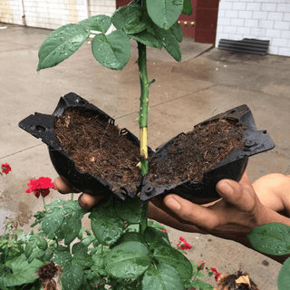 Plant Root Growing Box